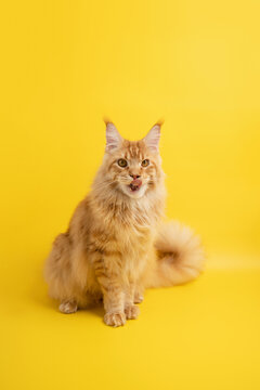 Fluffy orange cat sitting on vibrant yellow backdrop