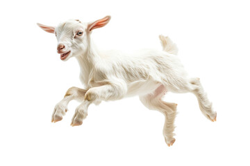 A playful white goat jumping mid-air with a joyful expression.