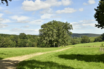 L'arbre isolé au milieu d'une prairie à Bra (Lierneux)