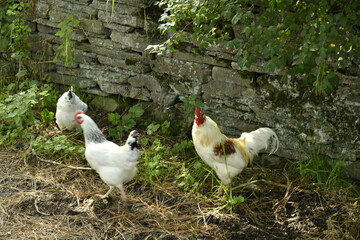 Poules le long d'un vieux mur en pierres sèches à Bra (Lierneux) 
