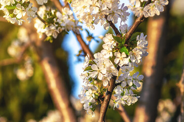 Fototapeta premium Small white cherry blossom illuminated by sunlight with tree branches in defocused background. Spring day.