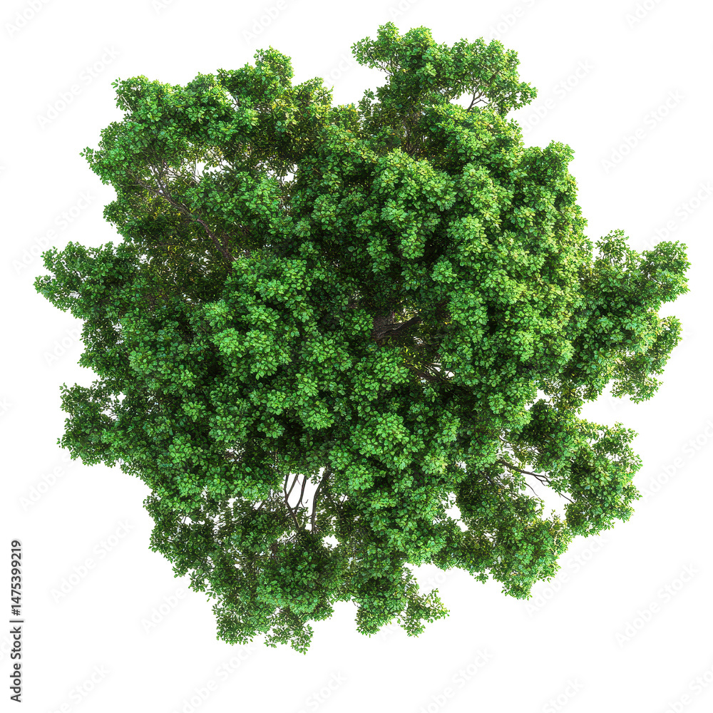 Poster tree top view showcasing vibrant foliage isolated on a transparent background for design and illustr