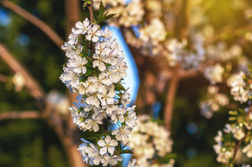 Lush spring blooming white cherry blossoms with tree branches on nature background. Blurred backdrop.