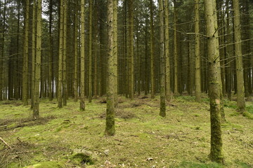 Forêt de conifères aux troncs fins au sommet d'une colline à Vielsalm (Bastogne)