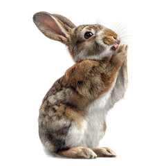 Obraz premium Adorable Brown Rabbit Standing on Hind Legs, Licking Nose