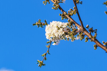 Clear contours of cherry branch with white blossoms against blue sky. Spring inspiration, screensaver.