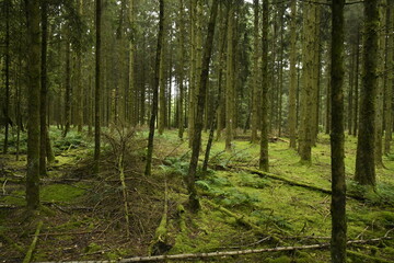 Obraz premium Forêt de conifères aux troncs fins au sommet d'une colline à Vielsalm (Bastogne)