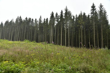 Forêt de pins le long d'une clairière sur une colline à Vielsalm (Bastogne)