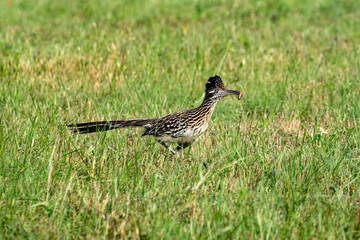 Roadrunner at McCown Valley Park