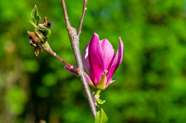 Macro blooming pink magnolia branch with blurred focus on soft green nature background under sunlight.