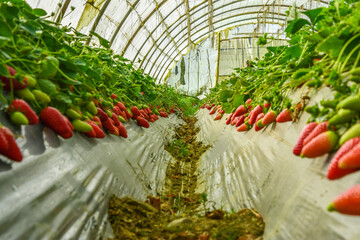 Strawberry field, green strawberry between bushes on the farm. Harvest organic strawberry farm,...