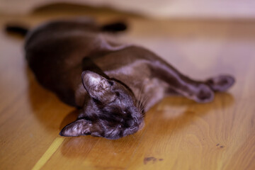Brown cat sleeping on a wooden floor, eyes closed, ears pointed, relaxed posture. Soft lighting...