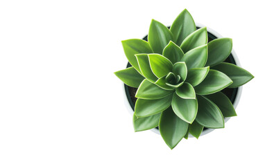 Green plant isolated on white or transparent background