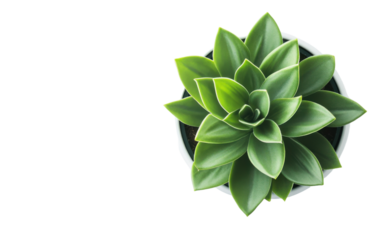 Green plant isolated on white or transparent background