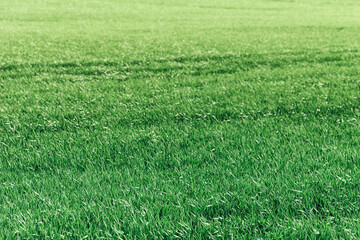 Lush green grass field swaying gently in the breeze, creating a serene and peaceful natural background
