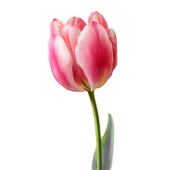 Naklejka premium Pink and White Tulip Flower Close-Up Bloom Illustration