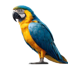 Vibrant Blue-and-Gold Macaw Parrot Stunning Bird Photography