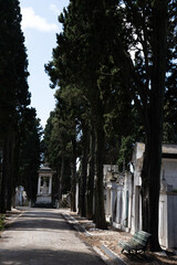 A serene cemetery pathway lined with towering trees, historic mausoleums, and a distant monument...