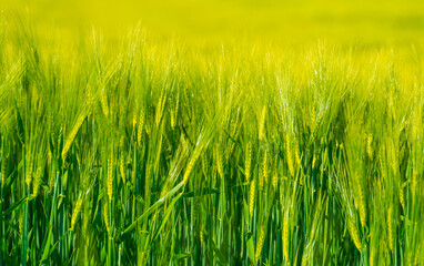 Wheat in an agricultural field waving in the wind in bright sunlight in springtime, Almere, Flevoland, Netherlands, May 12, 2025