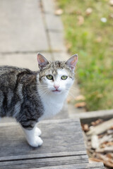 Obraz premium White and gray cat standing outdoors in sunlight