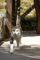Cat walking on wooden bridge in sunlight
