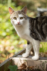 Obraz premium White and gray cat standing outdoors in sunlight