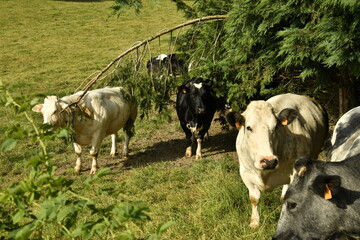 Vaches laitières sous un arbre à Bra (Lierneux)