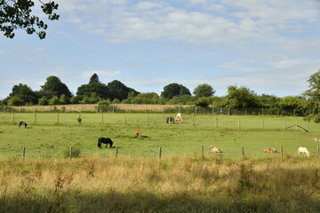 Chevaux dans une prairie aux environs de Bra à Lierneux (Verviers)