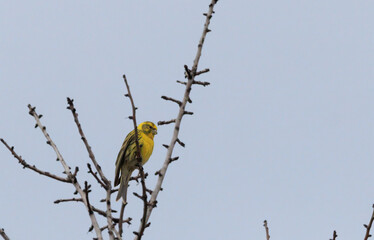 Serin Cini jaune perché sur sa branche