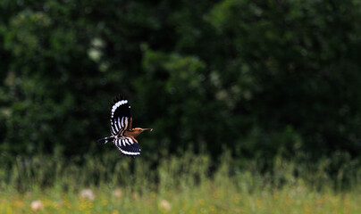 Huppe fasci&eacute;e en vol aux ailes noires et blanches tenant dans son bec un ver de terre