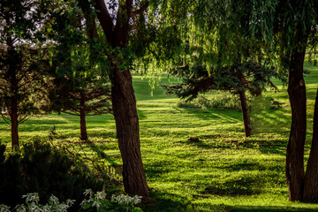 Fototapeta premium Lush park scene with tall trees casting shadows on vibrant green grass. Sunlight filters through leaves, creating dappled light patterns. Tranquil and serene natural environment