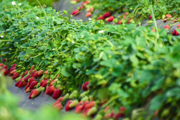 Obraz premium Strawberry field, green strawberry between bushes on the farm. Harvest organic strawberry farm, berries, Fresh Strawberries in the box and in the background lines of a strawberries plant in the field.