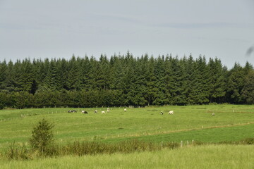 Fototapeta premium Paysage rural entre les collines en été à Bra (Lierneux) 
