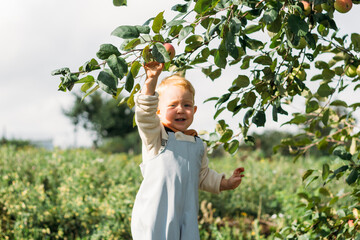 A red-haired little boy is trying to pick an apple from an apple tree branch. Harvest in autumn