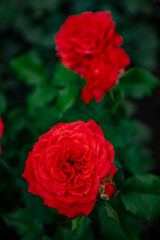 Vibrant red roses in full bloom, their lush petals radiating a sense of romance and elegance. The green leaves provide a striking contrast, enhancing the flowers' vivid hue