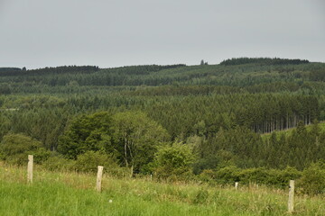 For Conifres Sur Une Colline