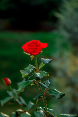 Vivid red rose in full bloom atop a tall stem with thorny green leaves, set against a blurred natural background. A smaller bud is partially visible to the left of the main flower