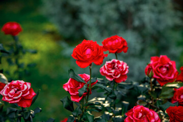 Vibrant red roses in full bloom amidst rich green foliage, showcasing layered petals and lush leaves in a natural setting. Some roses display striking white accents on the petals
