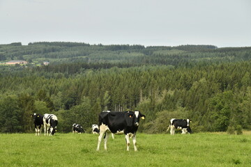 Vaches laitières sur une colline dans un milieu pittoresque à Bra (Lierneux) 
