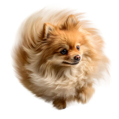 Obraz premium Fluffy Pomeranian Dog with Whimsical Fur, Studio Shot