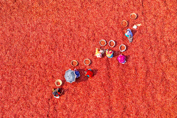  Farmers selecting Red Chilies Drying moment Under sun.
