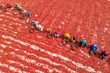  Farmers selecting Red Chilies Drying moment Under sun.
