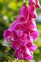 Close-up of pink foxglove flowers in the wild © sissoupitch