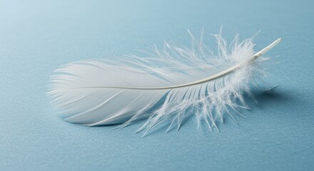 Obraz premium A single white feather rests gently on a light blue textured surface in soft light