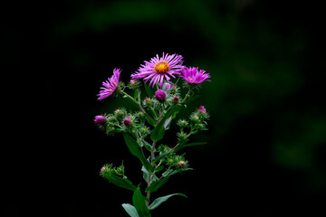 Purple New England aster wildflower, also known as Michaelmas daisy on a dark background
