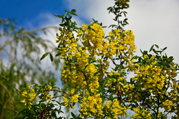 Złotokap pospolity, złotokap zwyczajny, Laburnum anagyroide, żółte kwity złotokapu, Yellow Laburnum Flowers	