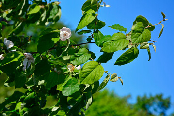 kwitnąca pigwa pospolita, gruszkowata, Cydonia oblonga, quince, kwitnące drzewo pigwowe na tle niebieskiego nieba, kwitnąca gałąź pigwy, blooming quince tree on the blue sky, blooming quince branch 