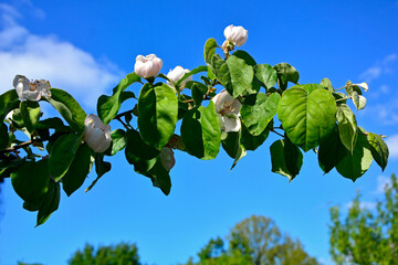kwitnąca pigwa pospolita, gruszkowata, Cydonia oblonga, quince, kwitnące drzewo pigwowe na tle niebieskiego nieba, kwitnąca gałąź pigwy, blooming quince tree on the blue sky, blooming quince branch  © kateej
