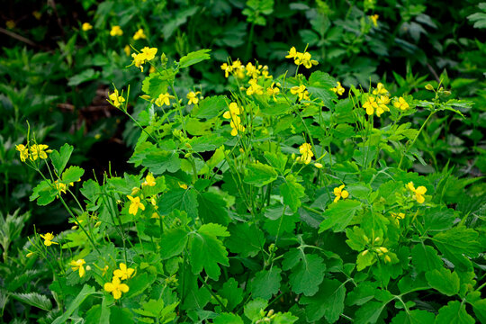 kwitnący na ż&oacute;łto glistnik, Glistnik jask&oacute;łcze ziele, ż&oacute;łte kwiaty glistnika, Chelidonium majus, greater celandine