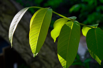 młode liście orzecha włoskiego, young walnut leaves, Juglans regia, green leave common walnut